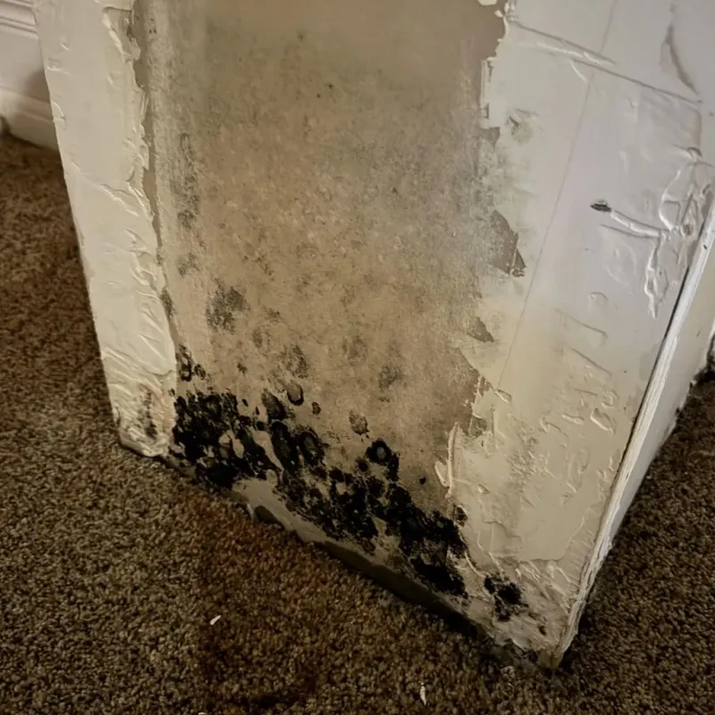 Professional Mold Removal in Melbourne, FL